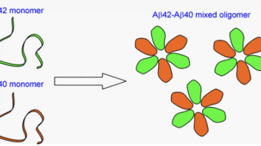 Alzheimer’s Aβ42 and Aβ40 form mixed oligomers with direct molecular interactions