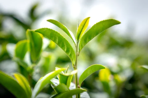 Green tea leaves